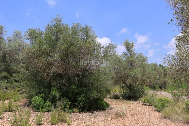 Foto 9669c881-cb11-43ec-9704-c320f9cf647a. Bauernhof in Vall d´Alba