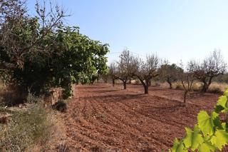 Finca rústica a Vall d´Alba. Finca rustica con almendros en produccion en termino de vall dal