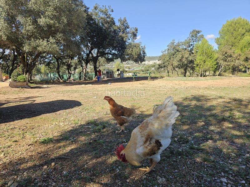 Foto 7df79218-4cb5-4c85-81bb-fd00995a1fdc. Fondo rustico in Vall d´Alba