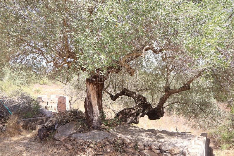 Foto a2057941-3771-4bca-b614-0a67fe638f0a. Mas dans Vall d´Alba