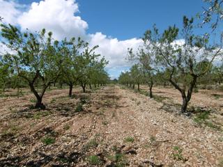 Finca rústica a Parcela. Terreno en venta con buen acceso, luz y agua cerca