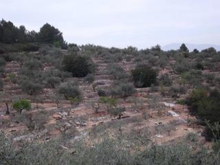 Finca rústica a Vilafamés. Finca rustica con olivos y buenas vistas