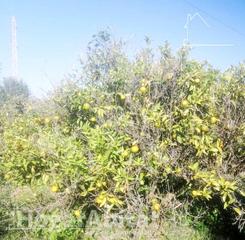 Finca rústica a Rafalafena. Oportunidad increíble! terreno rural en buena ubicación