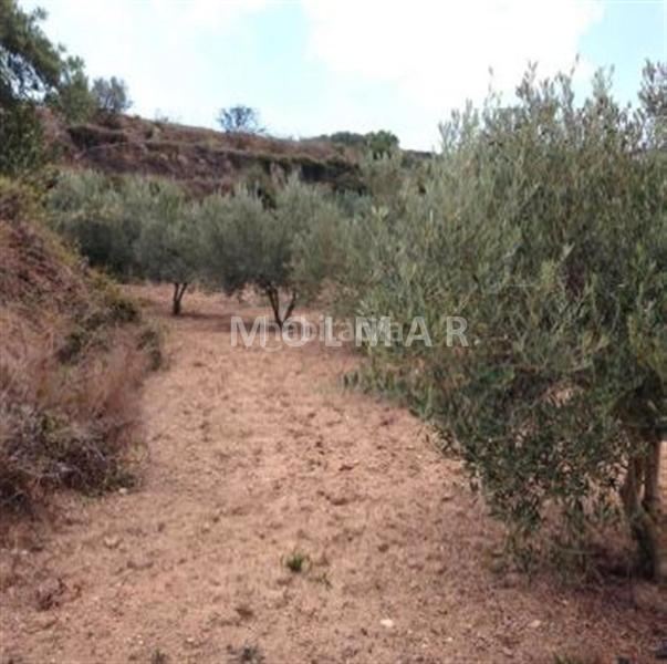 Foto 7040abf2-4727-4e53-a38e-c83e623da2be. Masia a Teulada