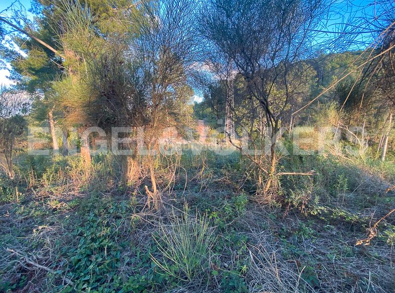 Foto d6a69da1-689f-4e6a-8ccd-33636f1d57aa. Terrain résidentiel dans Vallirana