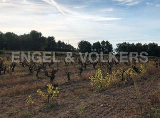 Terreny residencial a Avinyonet del Penedès. Viñas de blanco productivas y de alto rendimiento