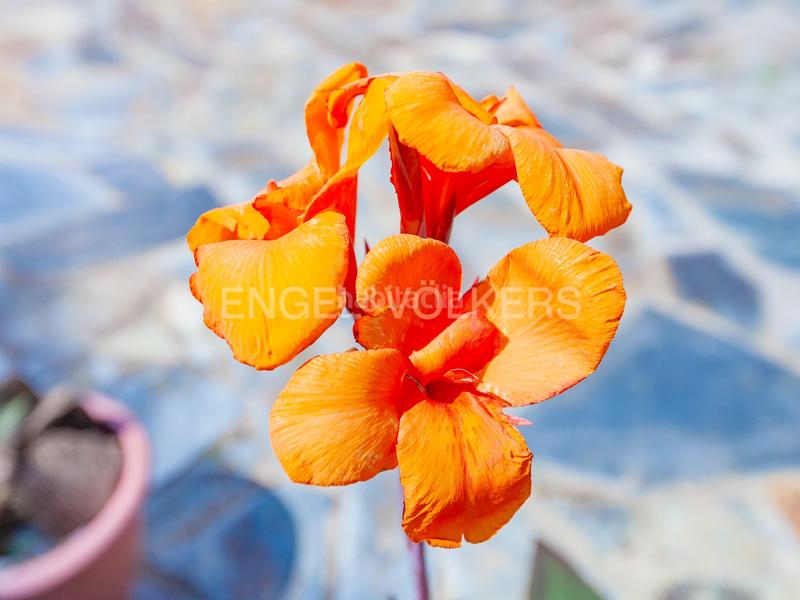 Foto 368cf713-beff-4a36-bb3c-bb687a9fda90. Haus mit heizung parking pool in Mira-sol Sant Cugat del Vallès