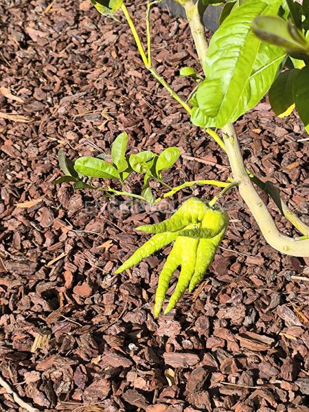 Foto a9677e79-5e1f-49e1-a95b-e23650df852b. Miete haus mit heizung parking pool in El Coll Barcelona