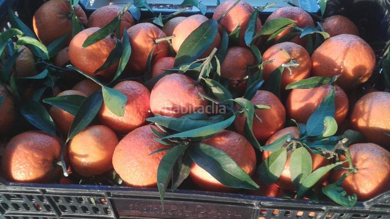 Foto 21651ea2-f798-44d9-9518-6e25a9f31d7b. Masía finca rustica del lago, una propiedad exclusiva en Alzira