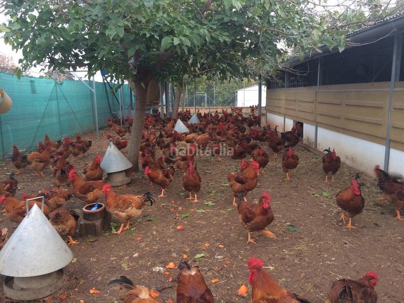 Foto 69fdd47f-6aa0-43bf-a307-53dbfffb59d0. Masía finca rustica del lago, una propiedad exclusiva en Alzira