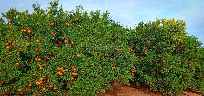 Foto a16f6263-92b2-45e3-b183-bc359afb359e. Masía finca rustica del lago, una propiedad exclusiva en Alzira