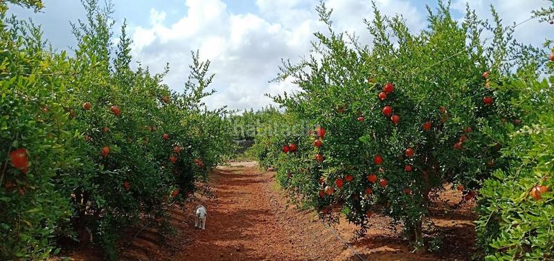 Foto acefff4b-a033-46b2-90b4-22995615f7f0. Masía finca rustica del lago, una propiedad exclusiva en Alzira