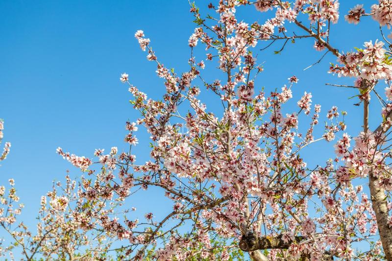 Foto 41adb32a-97ab-4574-877a-dc0e9a80f918. Mas dans polígono 24 12 dans Coves de Vinromà (les)