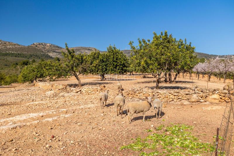 Foto 486305c8-eba1-42a5-8b02-d2df06c91c4b. Mas dans polígono 24 12 dans Coves de Vinromà (les)