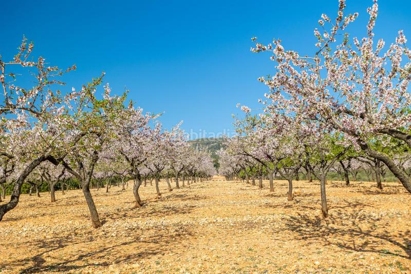 Foto 8d24538c-6754-44a0-95d5-5b090093ab06. Mas dans polígono 24 12 dans Coves de Vinromà (les)
