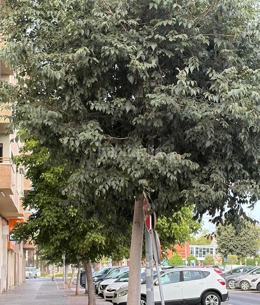 Foto d8d86697-e916-4c35-8d1e-da4c9a59b3c5. Pis a Piscinas Burriana