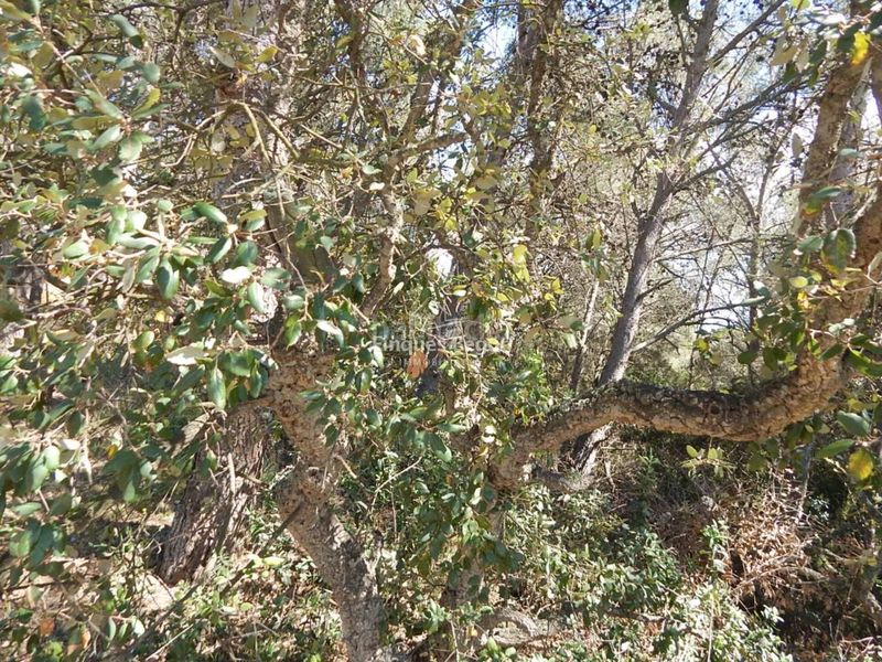 Foto b5a122b3-1434-4444-94c7-1a9b5b4f62ff. Finca rústica a Tamariu