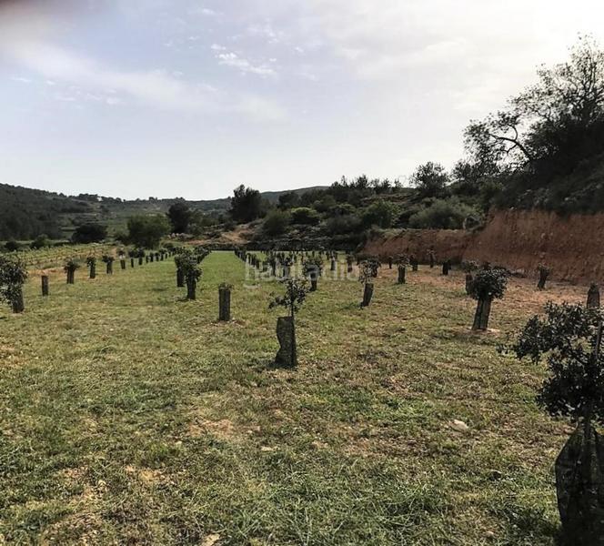 Foto d2e33013-2e00-439a-b502-a6251706ca45. Propriété dans Albinyana