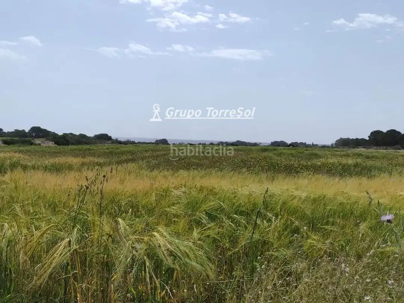 Foto a17a8930-2ad8-4904-9660-0b1203645d0f. Finca rústica en elcheelx en Centro Elche / Elx