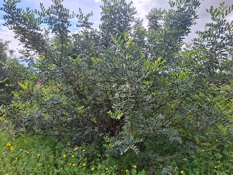 Foto 2224a9c2-b0ea-4779-86b2-b29deca4d8f3. Finca rústica a Camí de Paterna-Lloma del Calderer Bétera