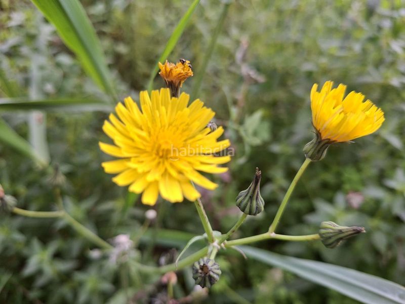 Foto 25b616b6-9044-437d-a532-5cd77694f056. Finca rústica a Camí de Paterna-Lloma del Calderer Bétera
