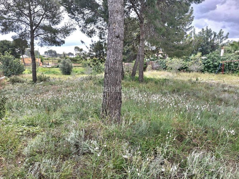 Foto dd94a1b9-01f7-4a2a-bb13-f3fe12097fbb. Finca rústica a Camí de Paterna-Lloma del Calderer Bétera