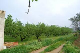 Masia a Santa Bárbara. Finca rustica en zona de  regadio, plantada de almendros