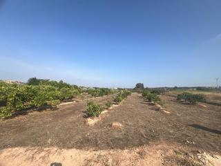 Finca rústica a Fuente del Jarro. Parcela cultivada con arboles frutales  naranjos