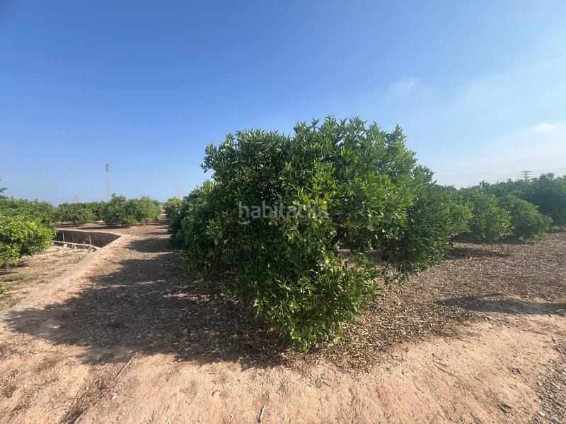 Foto f0b2a539-efdd-4414-aa9a-f15541d88d6d. Finca rústica parcela cultivada con arboles frutales naranjos en Paterna