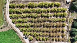 Fondo rustico in Urbanizaciones. Finca rustica a un paso de lliria