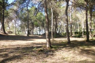 Finca rústica a El Pilar. Terreno en garrofer de lhora  ontinyent