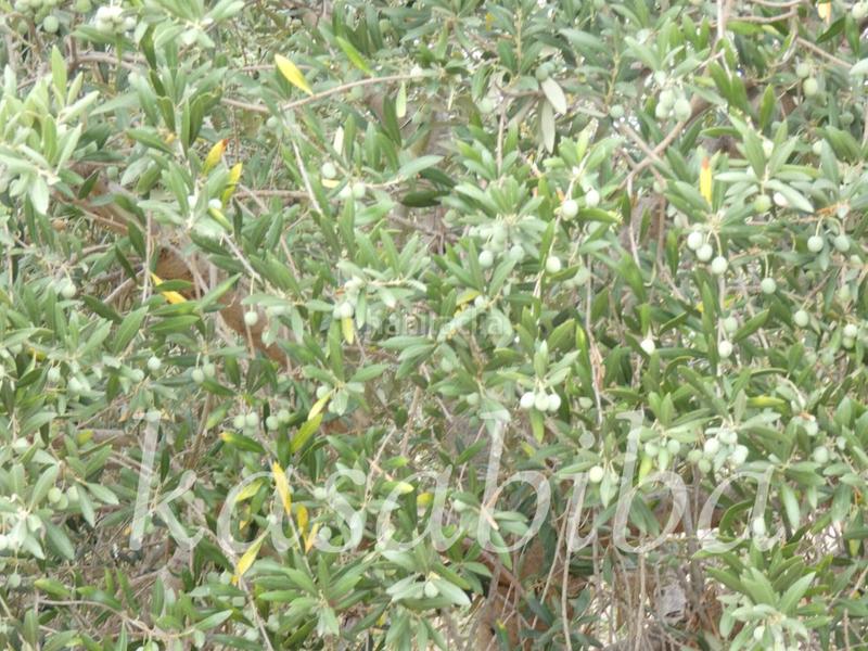 Foto 1b512033-9a96-4217-a271-281527f89444. Finca rústica finca rustica en venta en Pedralba