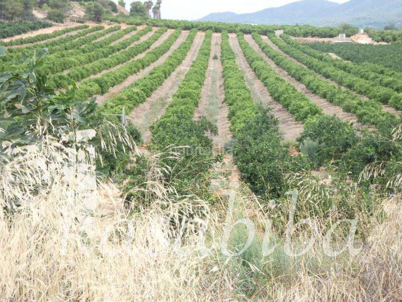 Foto 60cd9490-449f-40d8-a3a3-ead760c1e2b9. Finca rústica finca rustica en venta en Pedralba