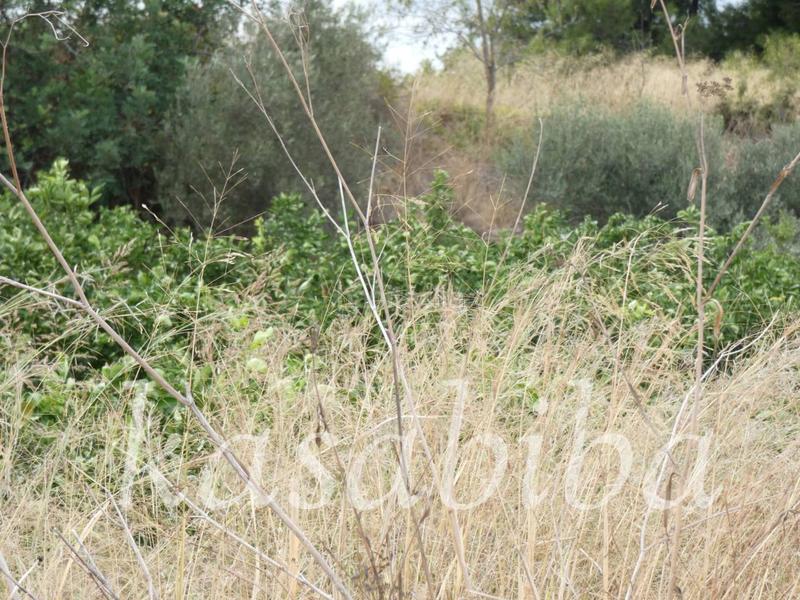 Foto 81070ac2-983e-4d5a-a0ea-cbfad2c9b43f. Finca rústica finca rustica en venta en Pedralba