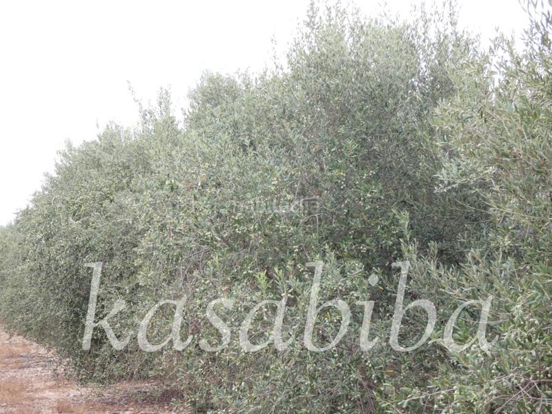 Foto 9fa97784-dee0-4cef-ae4f-6348bd745d39. Finca rústica finca rustica en venta en Pedralba