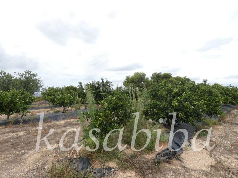 Foto b9acb698-ae48-443d-a1f1-4fdc7e84b458. Finca rústica finca rustica en venta en Pedralba