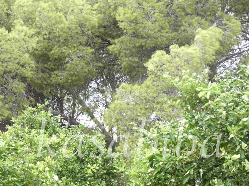 Foto cc084498-ffd6-4ca6-8e3f-eab2c06a997f. Finca rústica finca rustica en venta en Pedralba