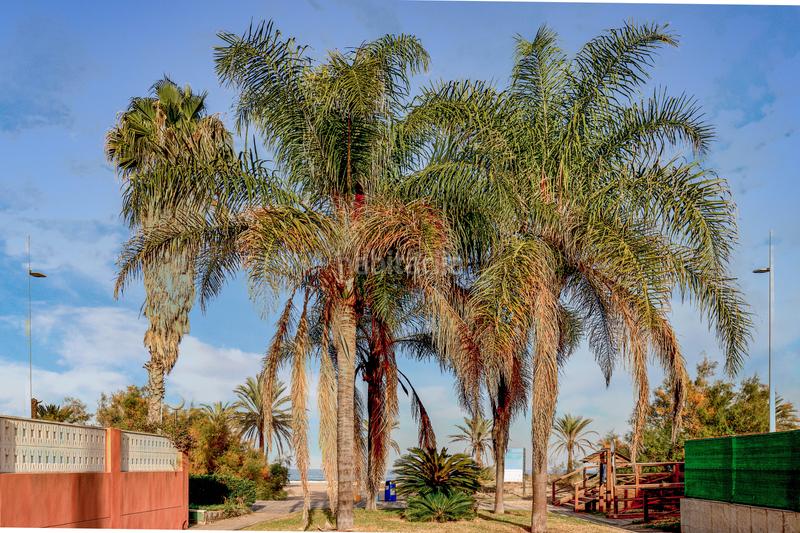 Foto 16fe948e-669c-4f5f-9c82-2185945bde45. Flat in Gandia - cl cap san antoni 2 in Playa de Gandía Gandia