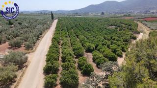 Finca rústica  Poligono 6 parcela 102. Terreno rústico en producción con vivienda auxiliar  enguera val