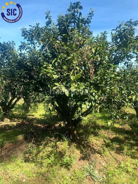 Foto 23f9bc44-7516-4873-9c90-9875cf7e08fc. Finca rústica a Quatretonda