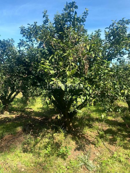 Foto 55367acb-48ea-4be3-915c-73ef0a7d99a2. Finca rústica a Quatretonda