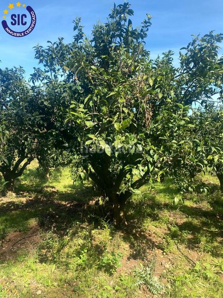 Foto 5db815e6-f690-44dc-a37f-a13bf16af6df. Finca rústica a Quatretonda