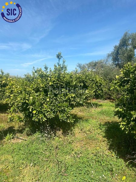 Foto 6bf12f90-3b99-41d2-b2c8-fec3d267b1c8. Finca rústica a Quatretonda