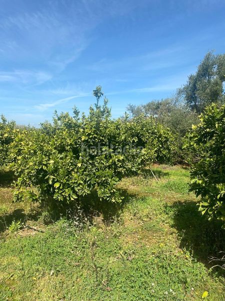 Foto 8c9ee235-8931-435b-a68c-62051459d3e4. Finca rústica a Quatretonda