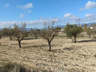 Finca rústica  Carrer mestre barbieri. Terreno partida plans
