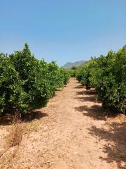 Finca rústica a Palma de Gandía