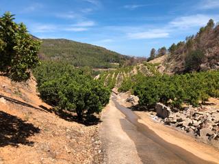 Finca rústica a Partida raco notari 7