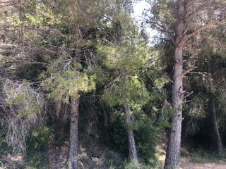 Finca rústica a Ador. Se vende terreno en ador