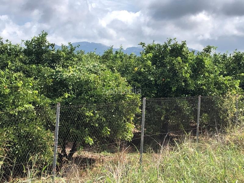 Foto 85b8b4b0-77f0-45f3-9cef-b7d262177a4b. Rural plot in n/a in Oliva pueblo Oliva