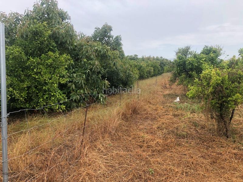 Foto 2ce2d6ff-235f-4a74-b600-208dc9d63a0b. Rural plot in Castelló de Rugat